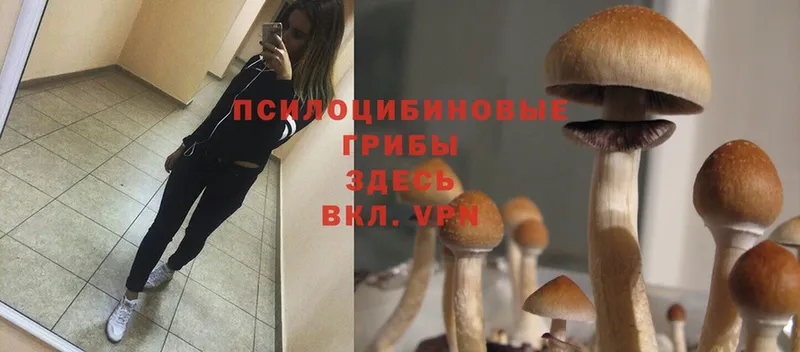 Псилоцибиновые грибы Psilocybine cubensis  Ирбит 